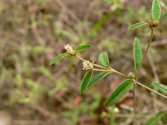 {Croton willdenowii}